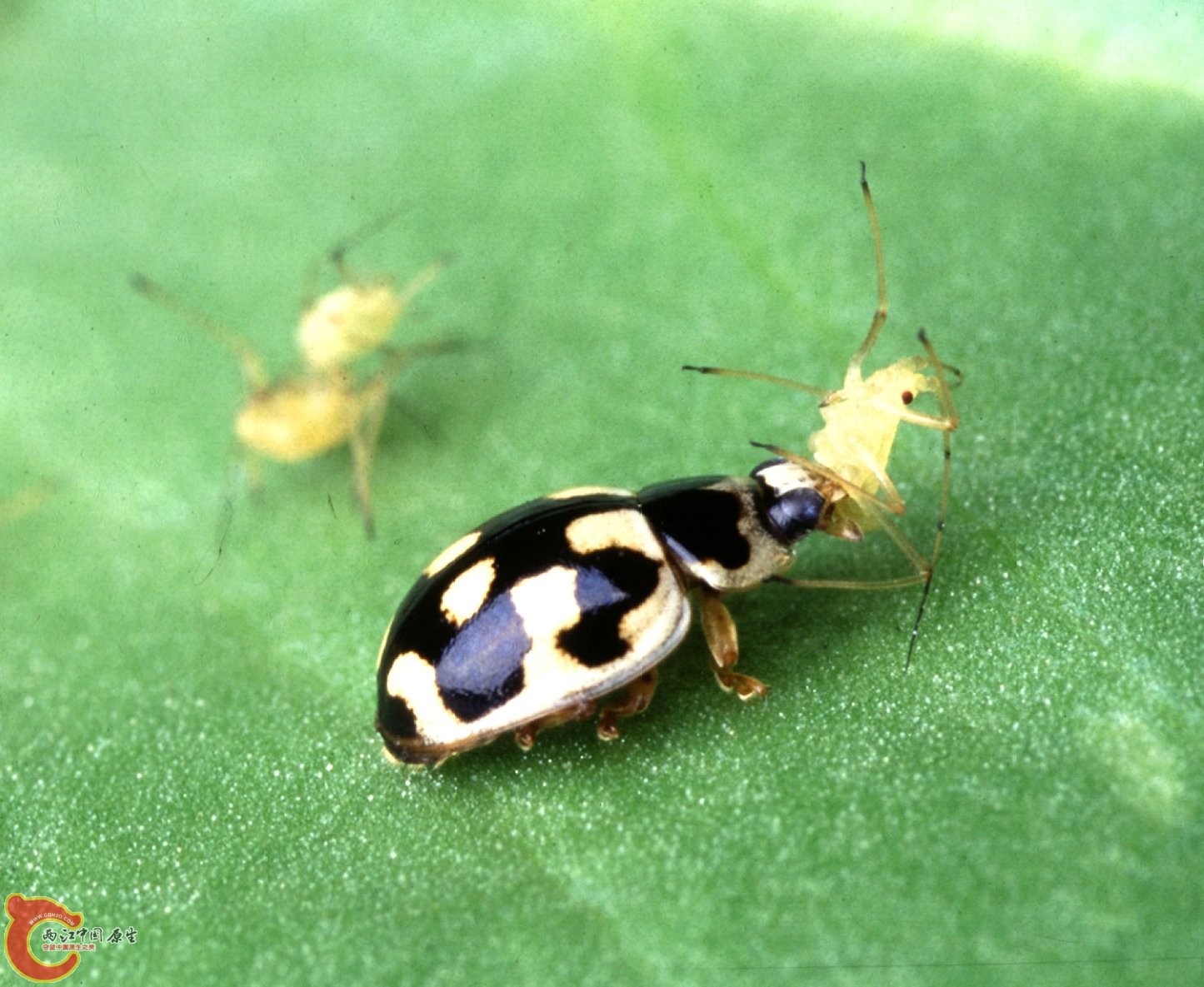 瓢虫正在捕食蚜虫.jpg