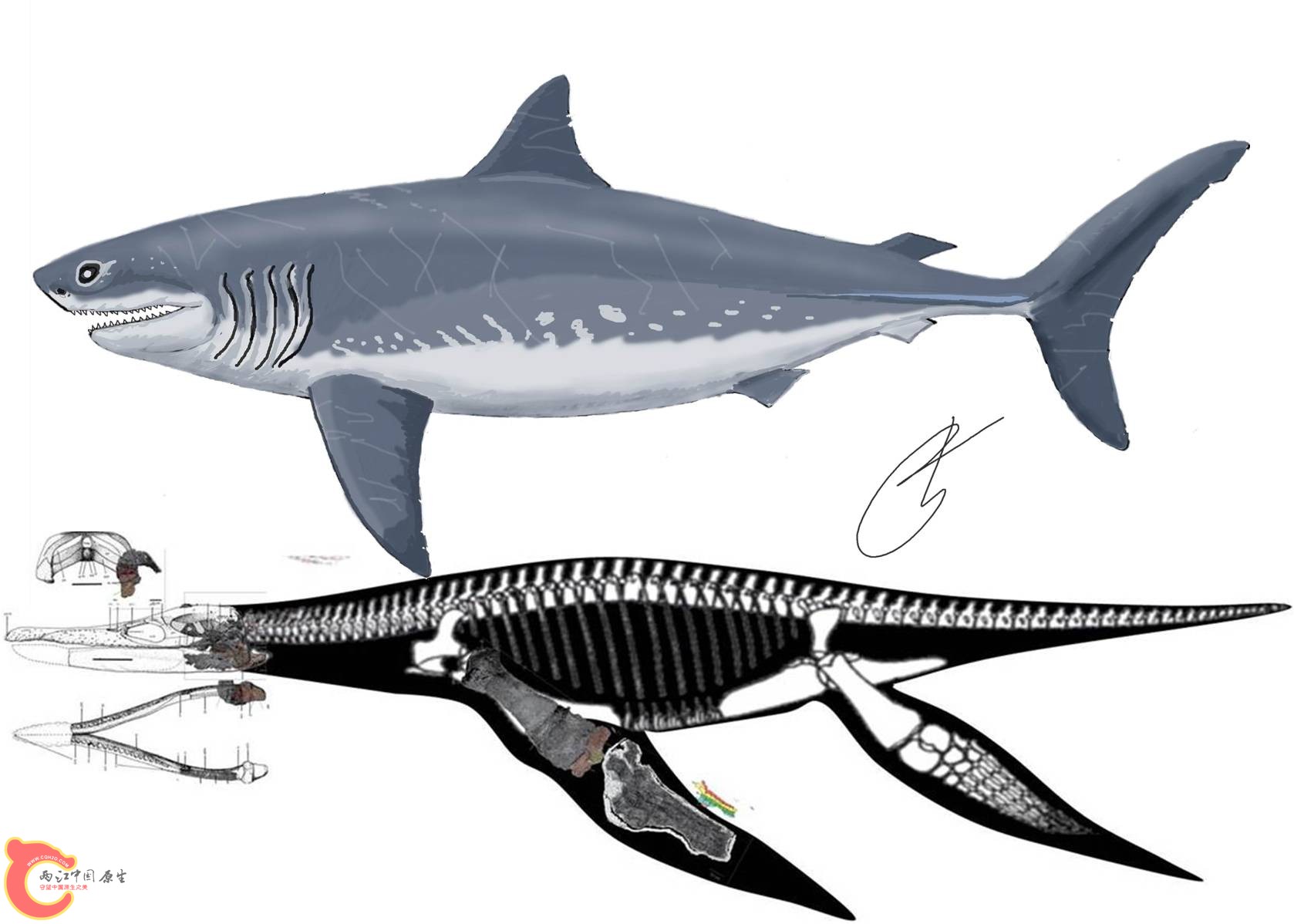 10.5米的白垩纪鼠鲨(刺甲鲨模拟)和11.17米的冯氏上龙.jpg