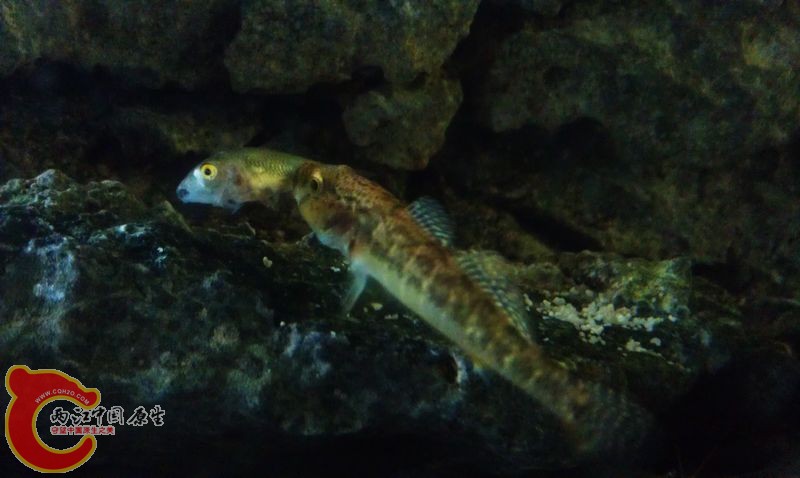 IMAG0737.jpg