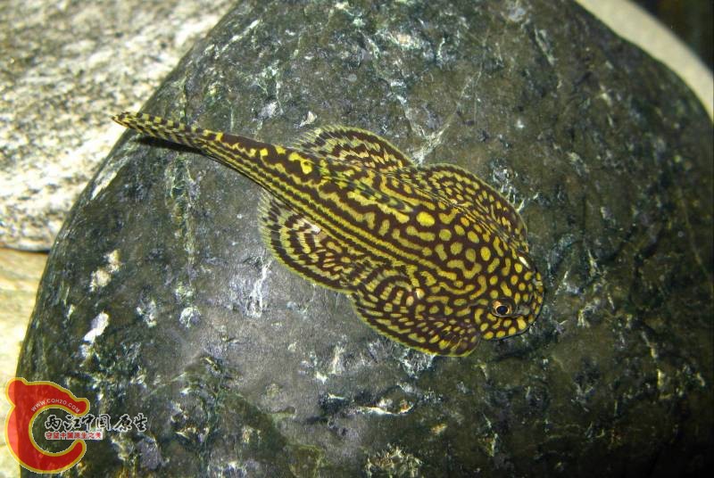 思凡腹吸鳅属 - tigre80的相册 - 两江中国原生--做中国最好的原生