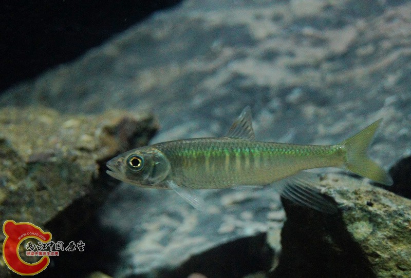 DSC08152.jpg