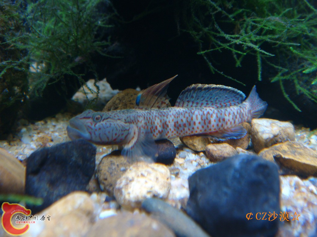 丝鳍吻虾虎7_nEO_IMG.jpg