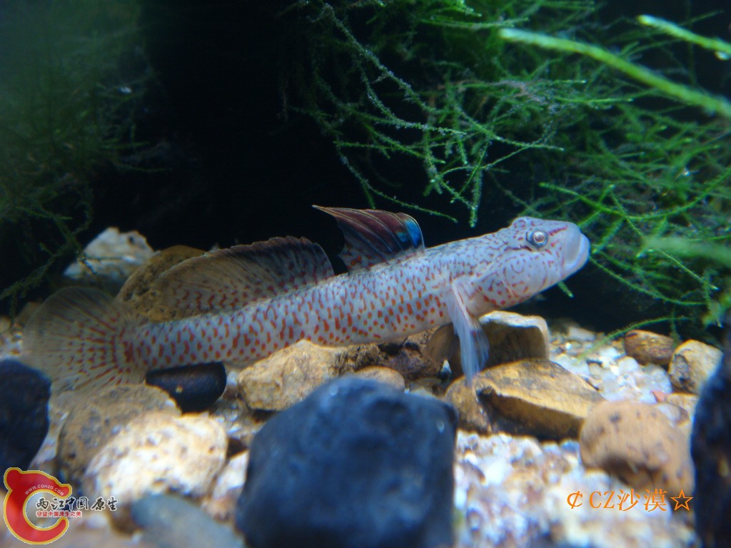 丝鳍吻虾虎9_nEO_IMG.jpg