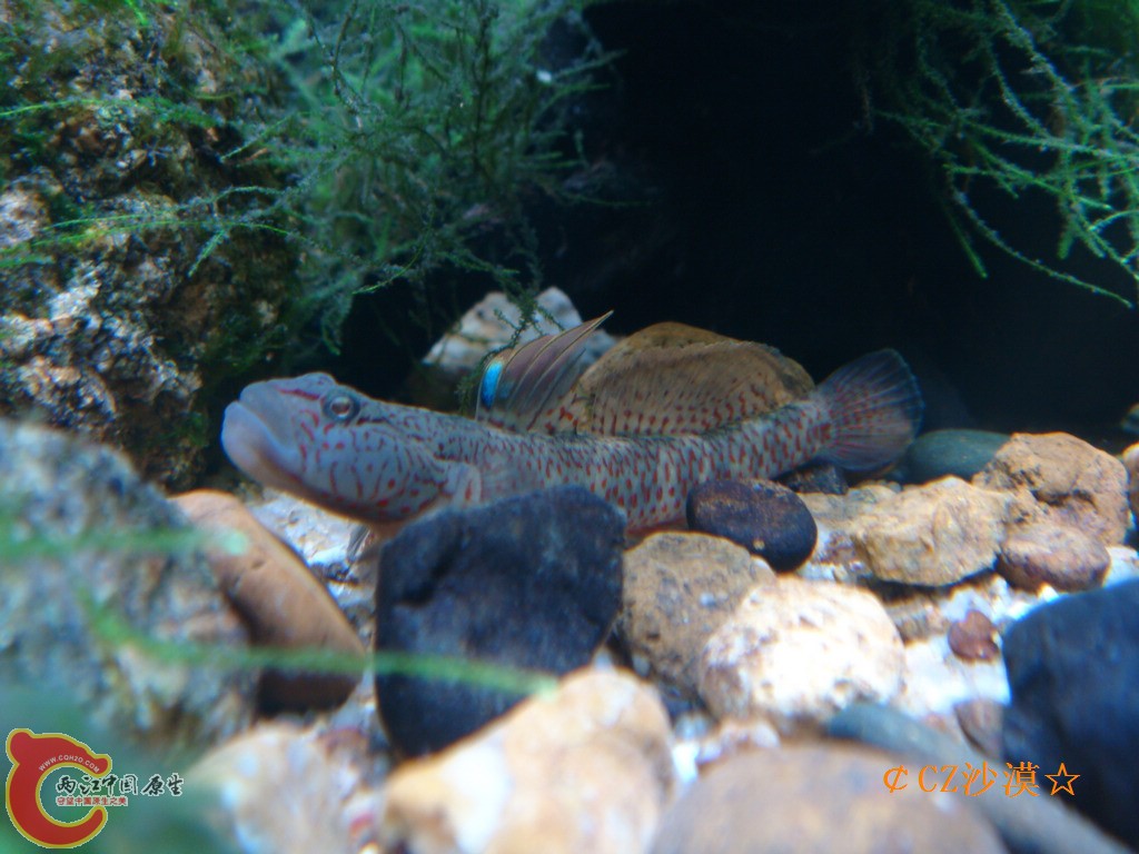丝鳍吻虾虎12_nEO_IMG.jpg