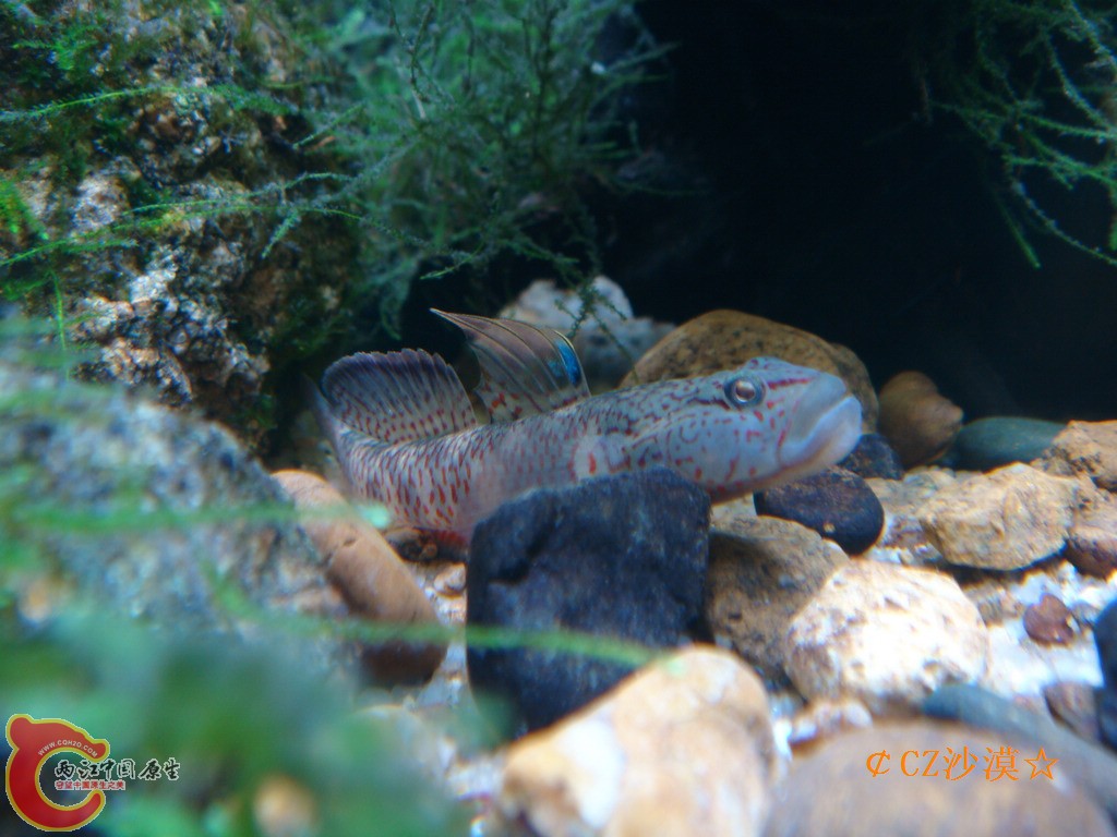 丝鳍吻虾虎14_nEO_IMG.jpg