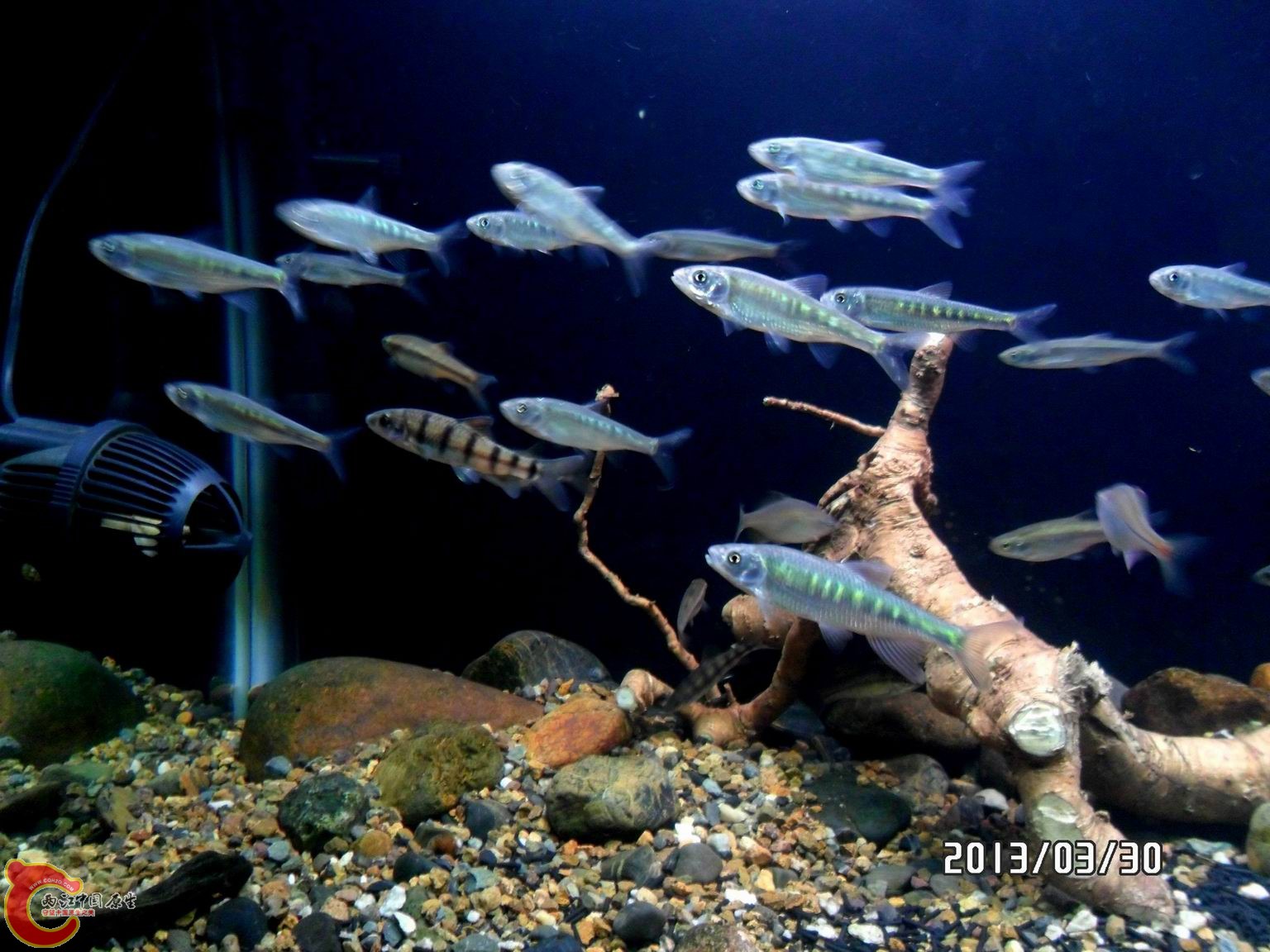 长鳍鱲，缸里主角