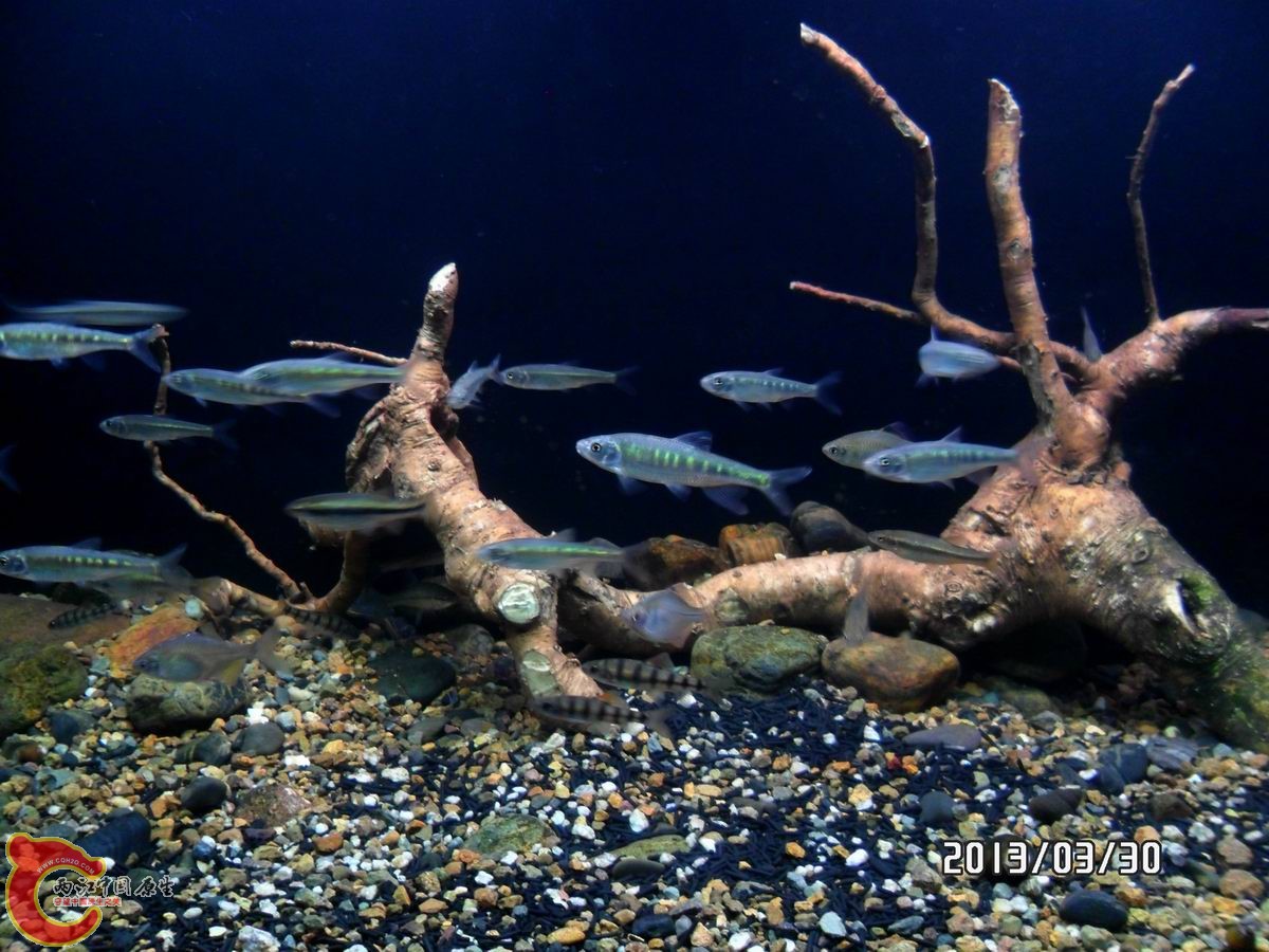 10厘米，臀鳍都拖出来了，就是不知公母