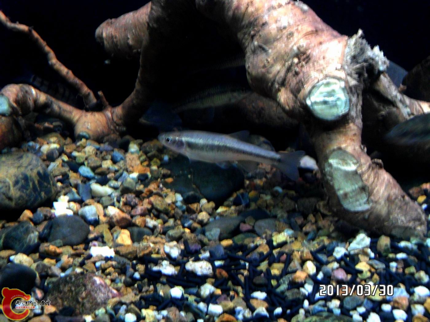 洛氏鱥是我们这里溪流上游优势种，虾笼一网10几条