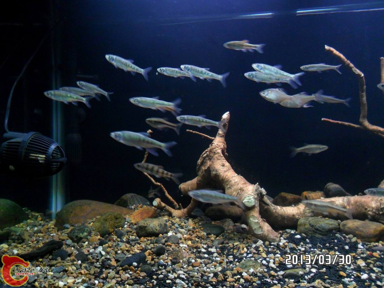 除泥鳅跟黑壳外鱼都露脸