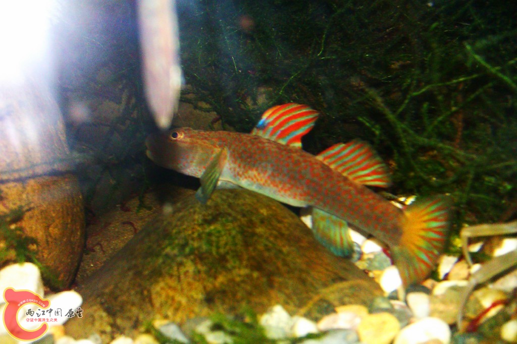 conew_imag0050.jpg