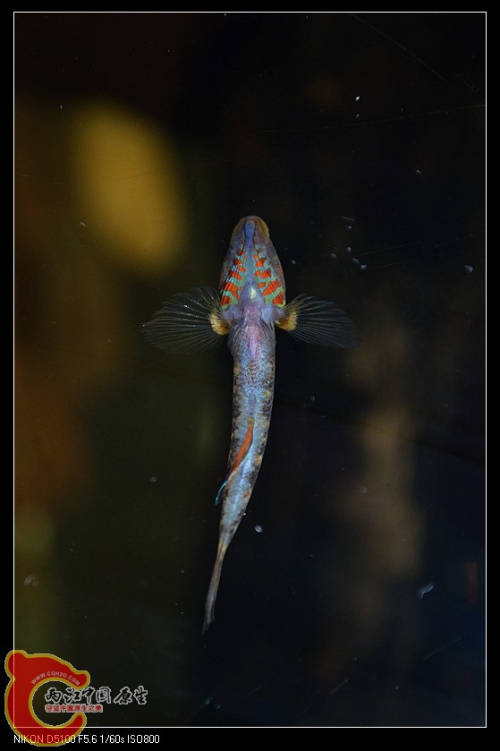 DSC_1926.jpg