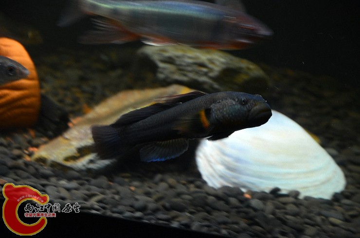 DSC_1377.jpg