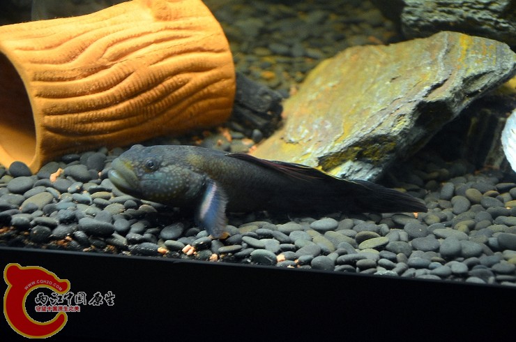 DSC_1436.jpg