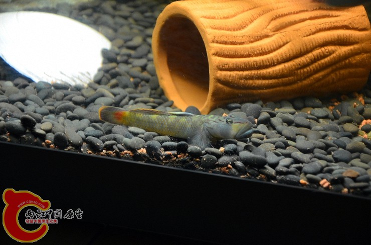 DSC_1439.jpg