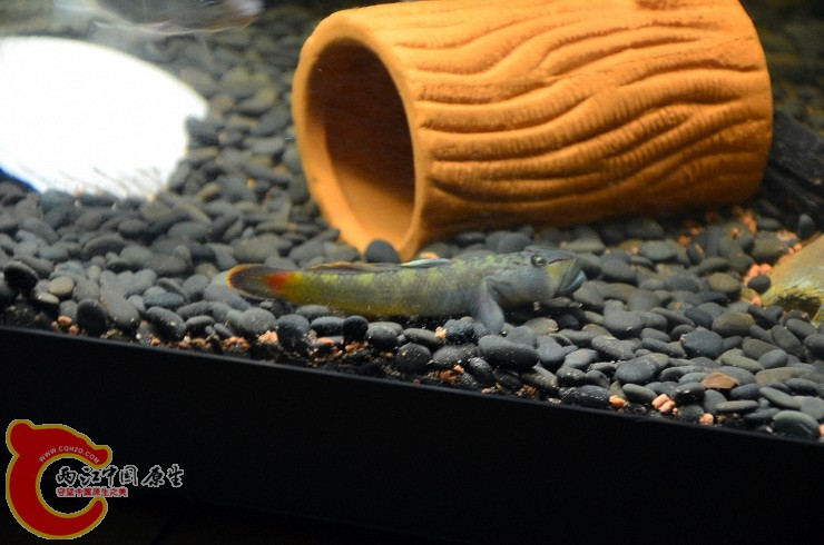 DSC_1441.jpg
