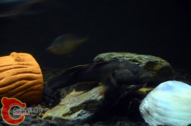 DSC_1448.jpg