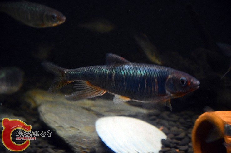 DSC_1458.jpg