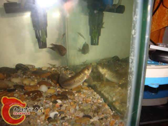 DSC06070.JPG