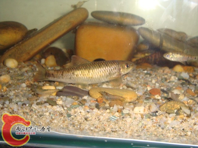 DSC06081.JPG
