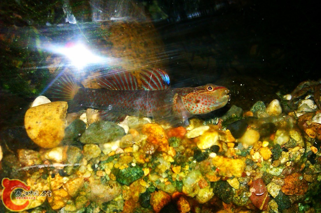 conew_imag0094.jpg