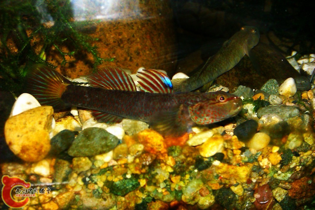 conew_imag0092.jpg