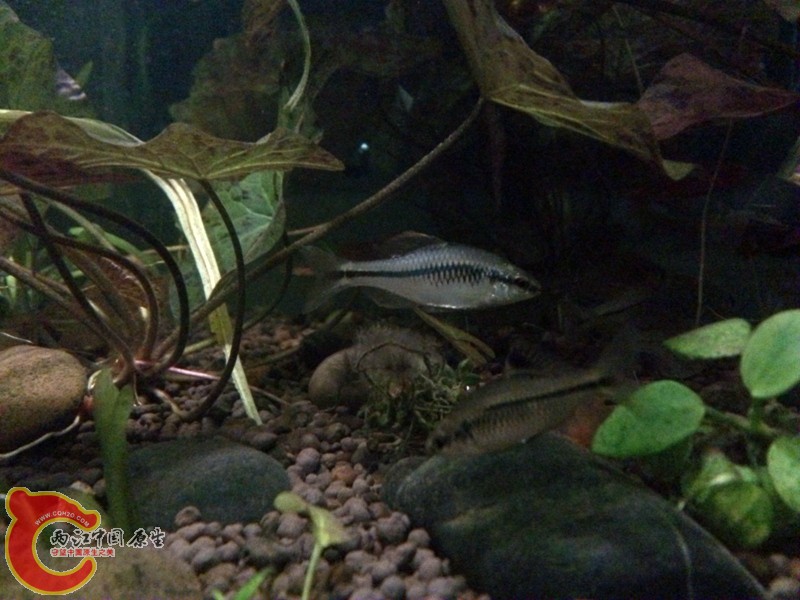 DSC_0109_2081118_副本.jpg