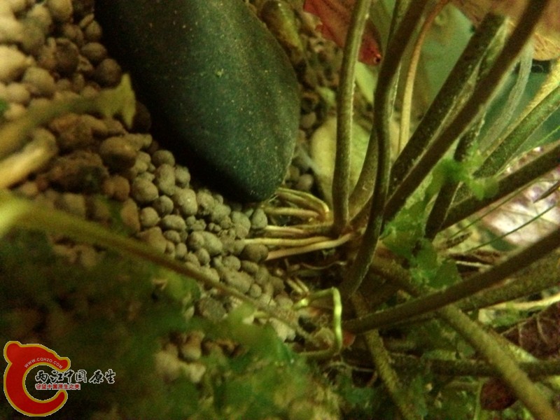 DSC_0122_2099166_副本.jpg