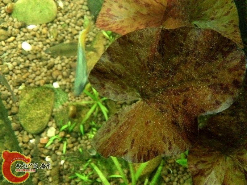 DSC_0126_2779171_副本.jpg