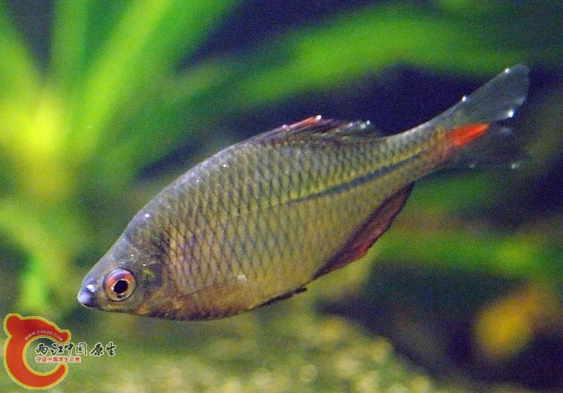 鳍上的白点是河蚌的卵