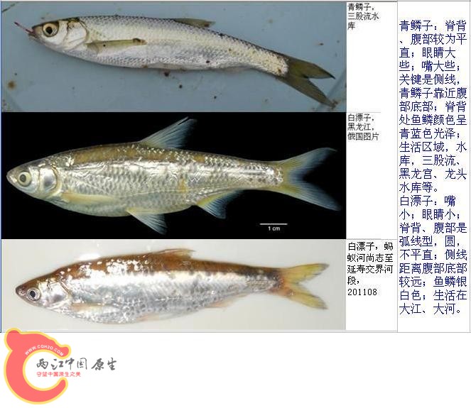 青鳞子白漂子区别20110809-1.JPG