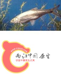 Hemiculter bleekeri刁子。俗称：参条、白鰷、篮刀--Hemiculter leucisculus (Basilew.jpg