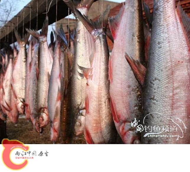 大白鱼-兴凯湖.jpg