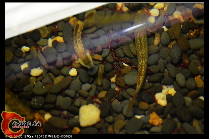 DSC_2157.jpg