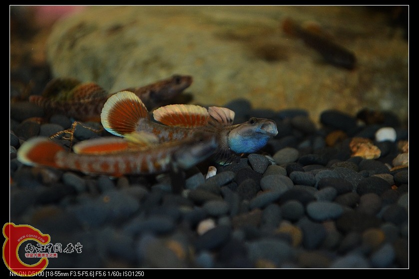 DSC_2185.jpg