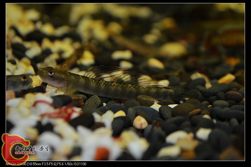 DSC_2167.jpg
