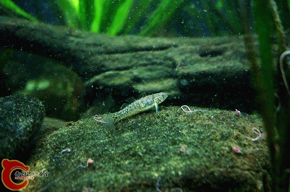 DSC00366_副本.jpg