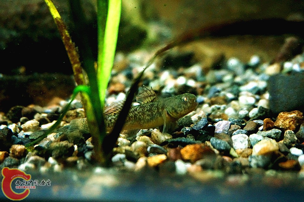 DSC00367_副本.jpg