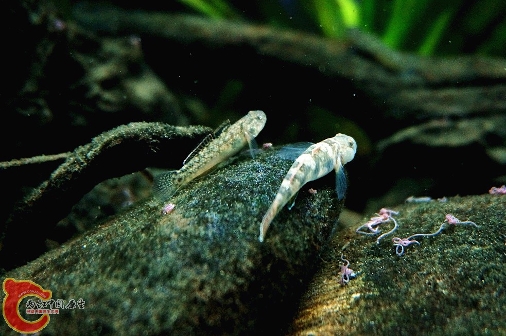 DSC00410_副本.jpg