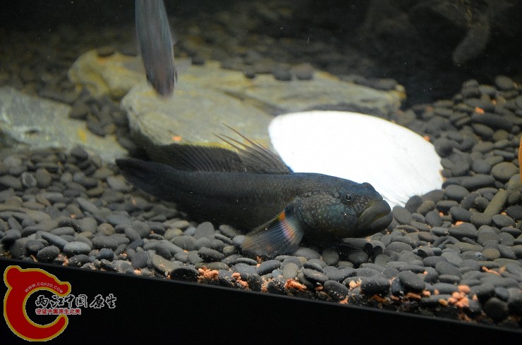 DSC_1457.jpg