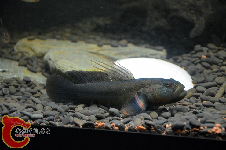 DSC_1459.jpg
