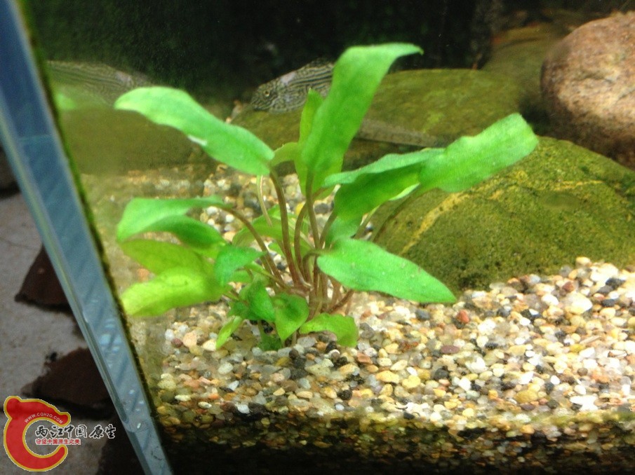 新种的草.jpg