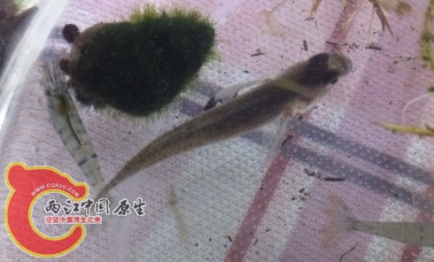 搜狗截图13年04月16日1101_11.jpg