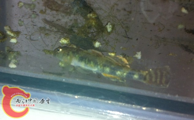 搜狗截图13年04月16日1136_15.jpg