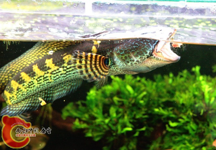 吞食瞬间