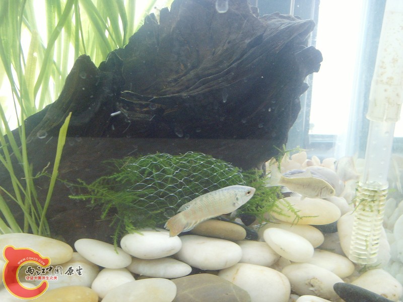小斗