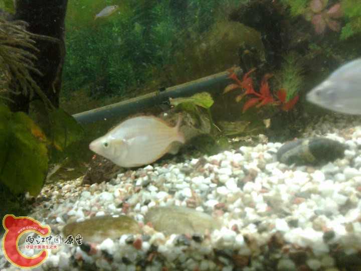 large_36pE_4722000145f6118f.jpg