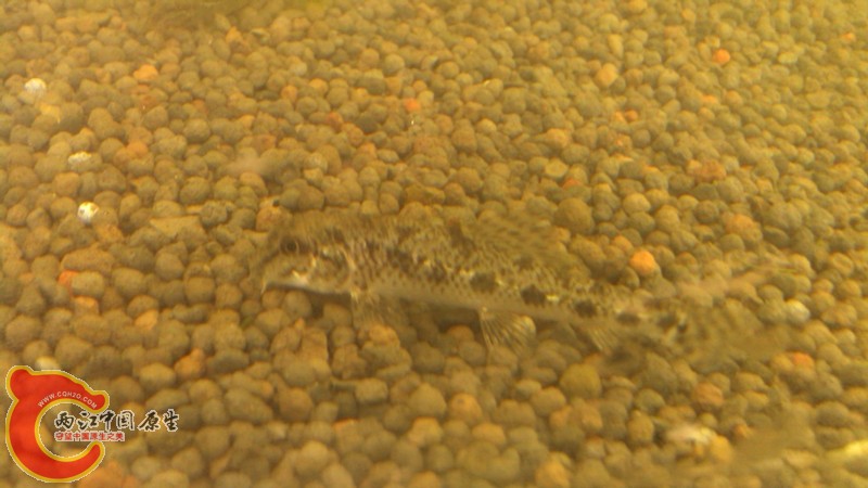 默默勤劳的棒花