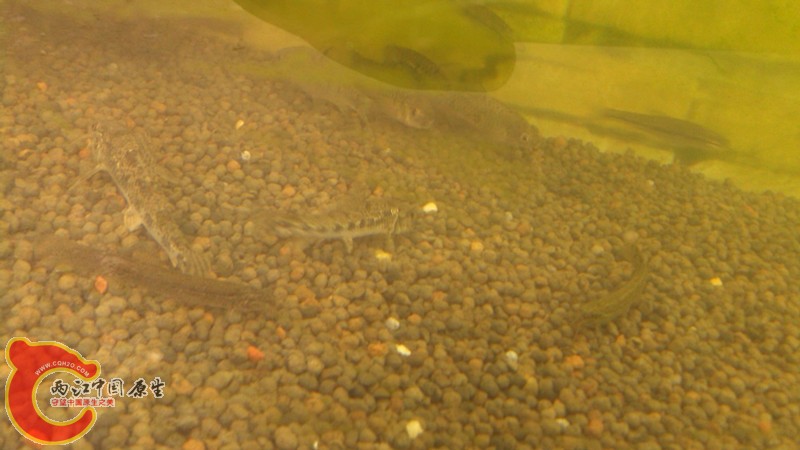 碎屑清洁工--三只棒花，两只泥鳅..