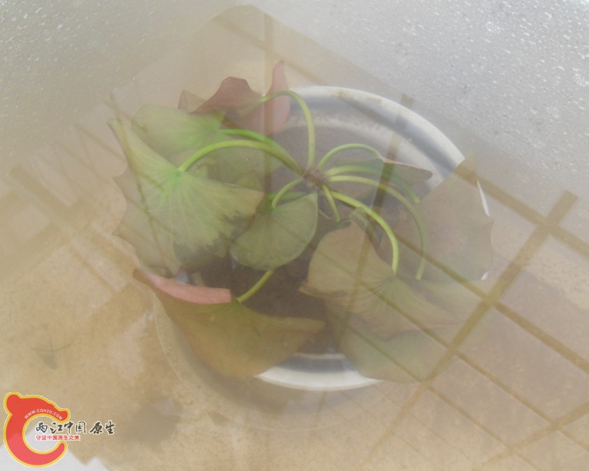 这是最初的照片，刚开始烂叶。