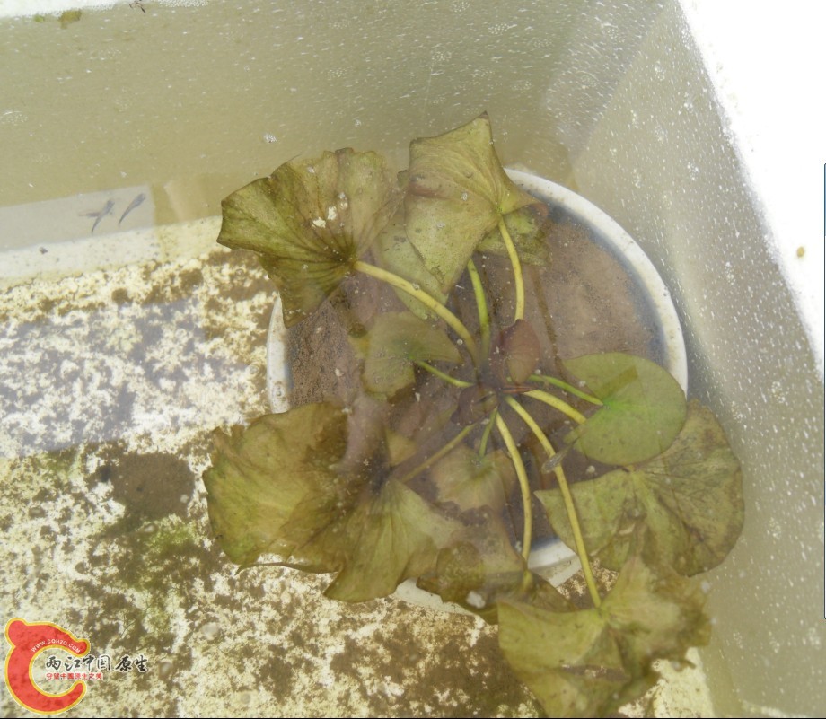 这是现在的样子，叶片烂了很多了，不过中间的新叶还是在继续生长，比第一张照片里大多了